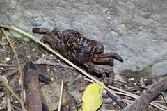 Sesarmops imperator