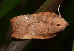 Arachnographa micrastrella