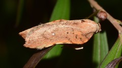 Arachnographa micrastrella