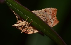 Arachnographa micrastrella