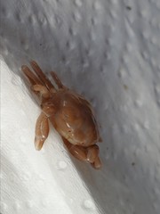 Nepinnotheres