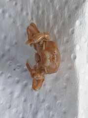 Nepinnotheres