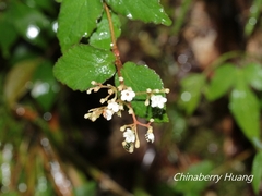 Viburnum parvifolium