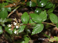 Viburnum parvifolium