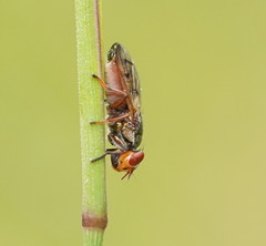 Duomyia