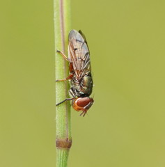 Duomyia