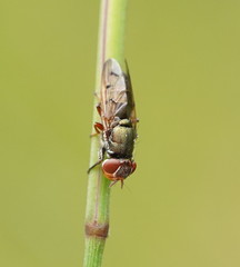 Duomyia