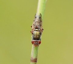 Duomyia