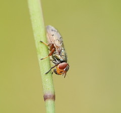 Duomyia