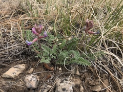 Astragalus tephrodes