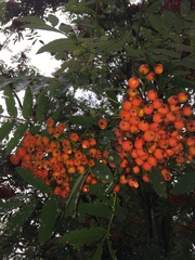 Sorbus aucuparia