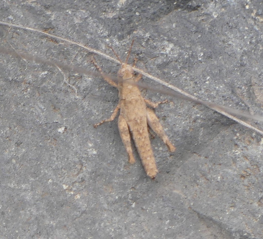 Gran Canaria Rock Grasshopper