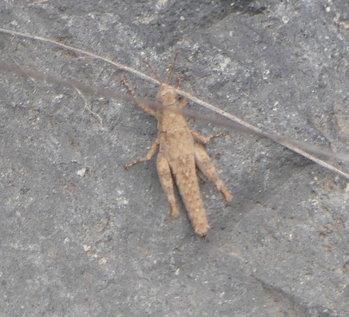 Gran Canaria Rock Grasshopper