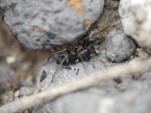 Micaria gomerae