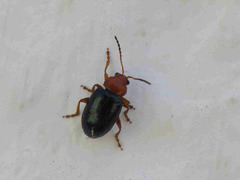 Podagrica fuscicornis