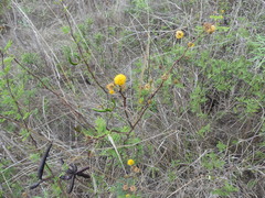 Vachellia farnesiana image