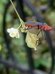 Leptocoris tagalicus