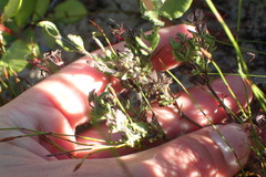 Chaenostoma campanulatum