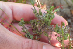 Chaenostoma campanulatum