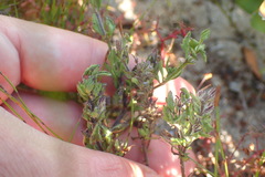 Chaenostoma campanulatum