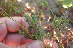 Chaenostoma campanulatum