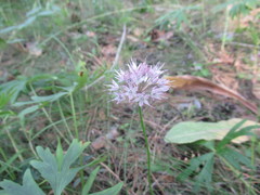Allium chamarense