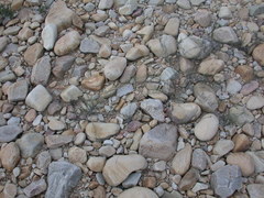 Amphiglossa callunoides