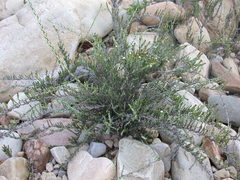 Amphiglossa callunoides