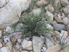 Amphiglossa callunoides