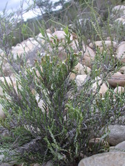 Amphiglossa callunoides