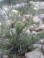 Amphiglossa callunoides