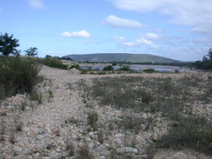 Amphiglossa callunoides