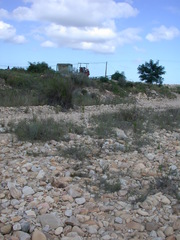 Amphiglossa callunoides