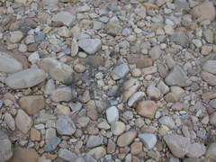 Amphiglossa callunoides