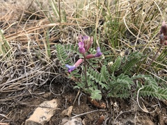 Astragalus tephrodes