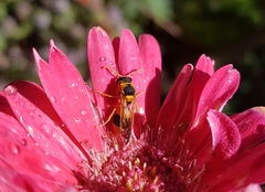 Anterhynchium nigrocinctum