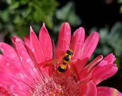 Anterhynchium nigrocinctum