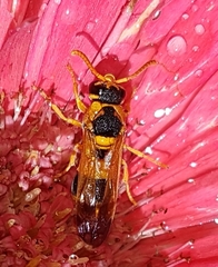 Anterhynchium nigrocinctum