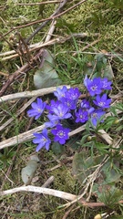 Hepatica nobilis