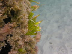 Halophila