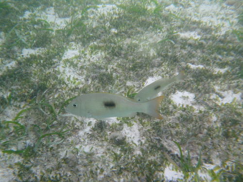 Thumbprint Emperor — seen at this dive site
