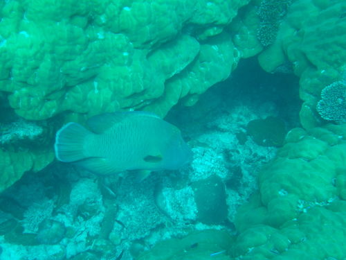 Napoleon Wrasse — seen at this dive site