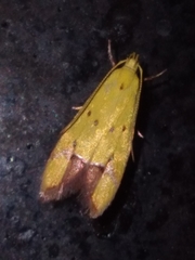 Gymnobathra flavidella