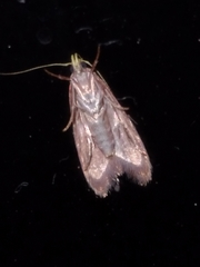 Gymnobathra flavidella