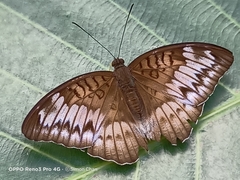Tanaecia iapis puseda