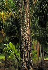 Astrocaryum murumuru