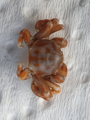 Nepinnotheres novaezelandiae