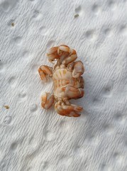 Nepinnotheres novaezelandiae