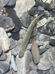 Alpine Galaxias photo 4
