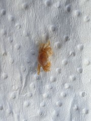 Nepinnotheres